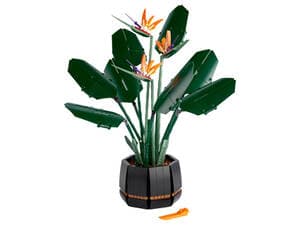 Bird of Paradise